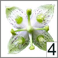 Attēlu rezultāti vaicājumam “Triglochin palustre flower”