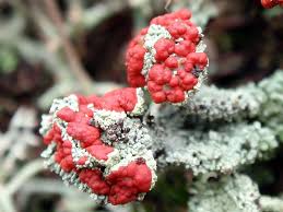 Attēlu rezultāti vaicājumam “Cladonia coccifera”