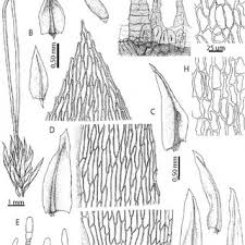 Attēlu rezultāti vaicājumam “Pohlia wahlenbergii sporophyte”