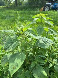 Attēlu rezultāti vaicājumam “Amaranthus retroflexus leaf”