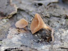 Attēlu rezultāti vaicājumam “Ciboria amentacea”