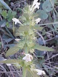 Attēlu rezultāti vaicājumam “Galeopsis tetrahit”