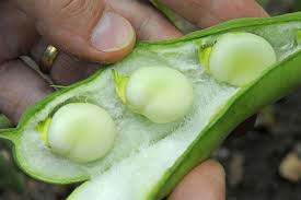 Attēlu rezultāti vaicājumam “Vicia faba”