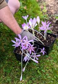 Attēlu rezultāti vaicājumam “Colchicum luteum flower”