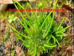 Attēlu rezultāti vaicājumam “Anthocerotopsida”