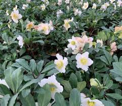 Attēlu rezultāti vaicājumam “Helleborus niger”