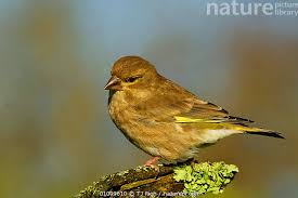 Attēlu rezultāti vaicājumam “Chloris chloris female”