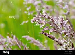 Attēlu rezultāti vaicājumam “Holcus lanatus  flower”