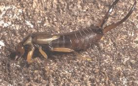 Attēlu rezultāti vaicājumam “Forficula auricularia female”