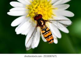 Attēlu rezultāti vaicājumam “Episyrphus balteatus”