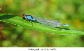 Attēlu rezultāti vaicājumam “Erythromma najas”