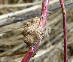 Attēlu rezultāti vaicājumam “Lasioptera rubi”