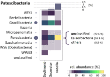 Image result for Vazella pourtalesii