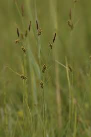 Attēlu rezultāti vaicājumam “Carex hostiana”