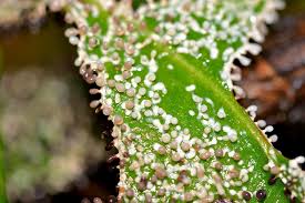 Attēlu rezultāti vaicājumam “Diachea leucopodia”