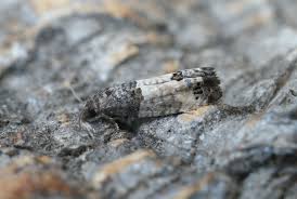 Attēlu rezultāti vaicājumam “Spilonota ocellana”