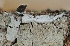 Attēlu rezultāti vaicājumam “Badhamiopsis sp.”