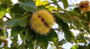 Attēlu rezultāti vaicājumam “Castanea sativa  fruit”