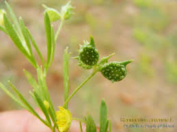 Attēlu rezultāti vaicājumam “Ranunculus cassubicus bud”