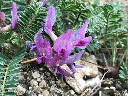 Attēlu rezultāti vaicājumam “Astragalus arenarius flower”