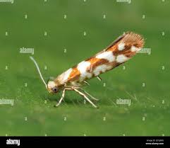 Attēlu rezultāti vaicājumam “Argyresthia goedartella”