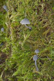 Attēlu rezultāti vaicājumam “Mycena pseudocorticola”