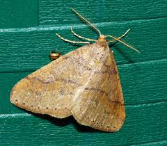 Attēlu rezultāti vaicājumam “Agriopis marginaria”