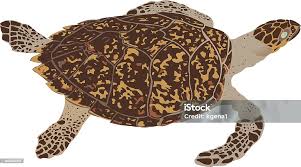 Image result for Eretmochelys imbricata