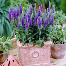 Attēlu rezultāti vaicājumam “Veronica spicata flower”