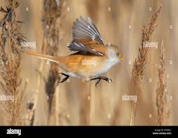 Attēlu rezultāti vaicājumam “Panurus biarmicus female”
