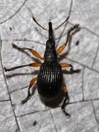 Attēlu rezultāti vaicājumam “Protapion sp.”