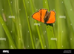 Attēlu rezultāti vaicājumam “Lycaena dispar male”