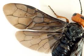 Attēlu rezultāti vaicājumam “Acantholyda erythrocephala”