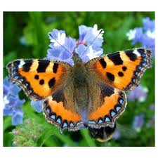 Image result for Small Tortoiseshell