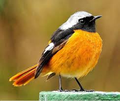 Attēlu rezultāti vaicājumam “Phoenicurus phoenicurus male”