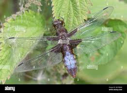 Attēlu rezultāti vaicājumam “Libellula depressa female”
