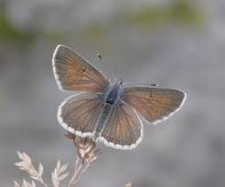 Attēlu rezultāti vaicājumam “Aricia artaxerxes  female”