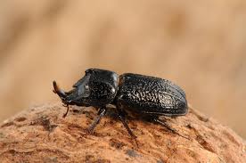 Attēlu rezultāti vaicājumam “Sinodendron cylindricum female”