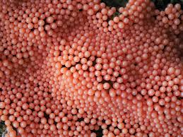 Attēlu rezultāti vaicājumam “Arcyria affinis young”