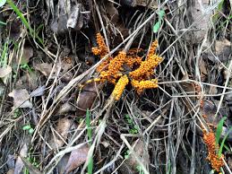 Attēlu rezultāti vaicājumam “Leocarpus fragilis spores”