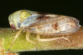 Attēlu rezultāti vaicājumam “Oncopsis sp.”