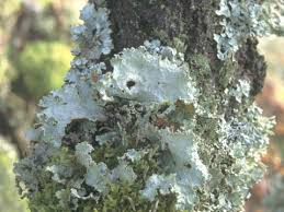 Attēlu rezultāti vaicājumam “Platismatia glauca”