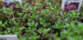 Attēlu rezultāti vaicājumam “Thymus serpyllum”