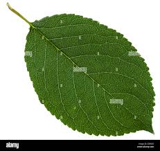Attēlu rezultāti vaicājumam “Cerasus leaf”