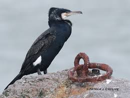 Attēlu rezultāti vaicājumam “Phalacrocorax carbo adult”