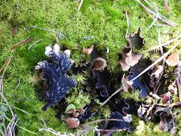 Attēlu rezultāti vaicājumam “Peltigera leucophlebia”