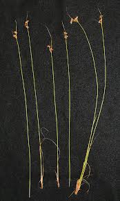 Attēlu rezultāti vaicājumam “Veronica scutellata leaf”