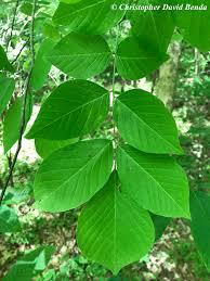 Attēlu rezultāti vaicājumam “Cladrastis kentukea leaf”