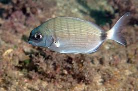 Image result for Diplodus helenae