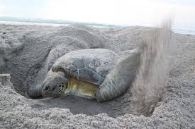 Image result for Chelonia mydas